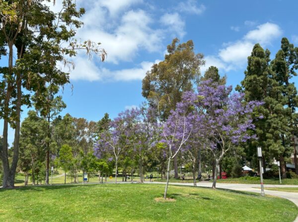 Aldrich Park